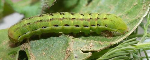 Aporophyla nigra